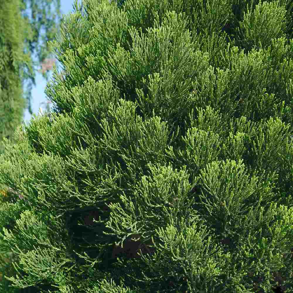 Arborele Mamut, Sequoia Healthy Mammoth Two (Sequoiadendron Giganteum), conifer cu ace verde-albastrui, arbore decorativ urias, vesnic verde, crescut pentru conditii de temperatura si umiditate variate,