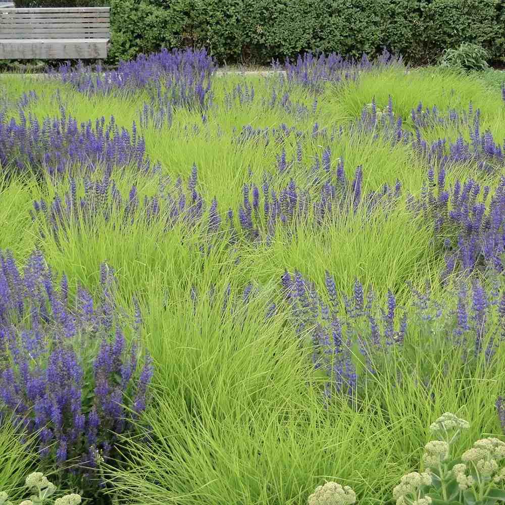 Iarba ornamentala Sesleria Tomnatica, frunzis auriu toamna, semi vesnic verde, de ghiveci sau de gradina