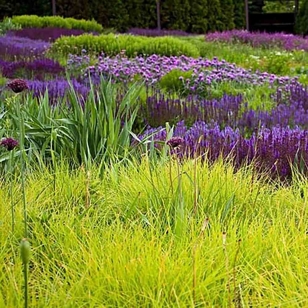 Iarba ornamentala Sesleria Tomnatica, frunzis auriu toamna, semi vesnic verde, de ghiveci sau de gradina