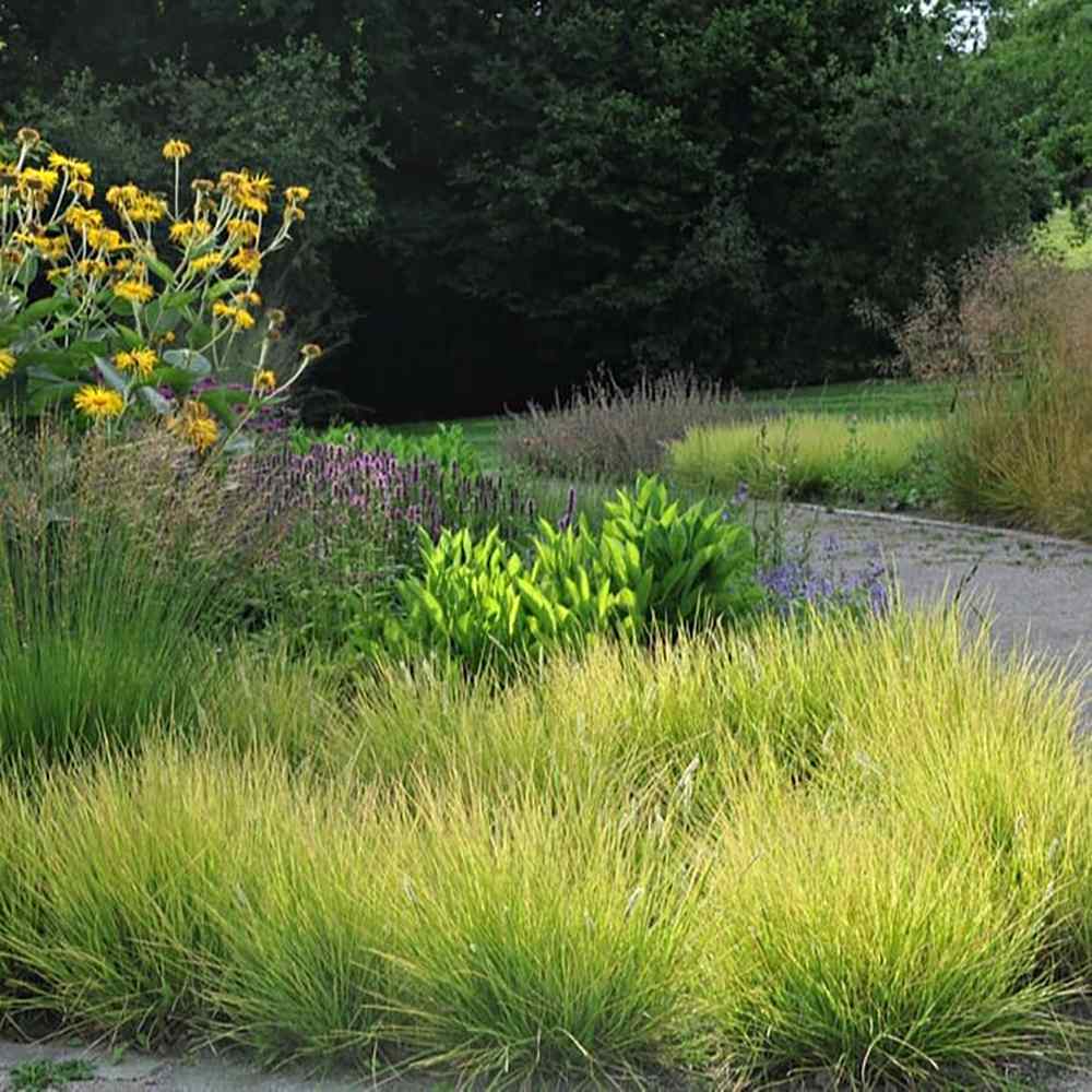 Iarba ornamentala Sesleria Tomnatica, frunzis auriu toamna, semi vesnic verde, de ghiveci sau de gradina