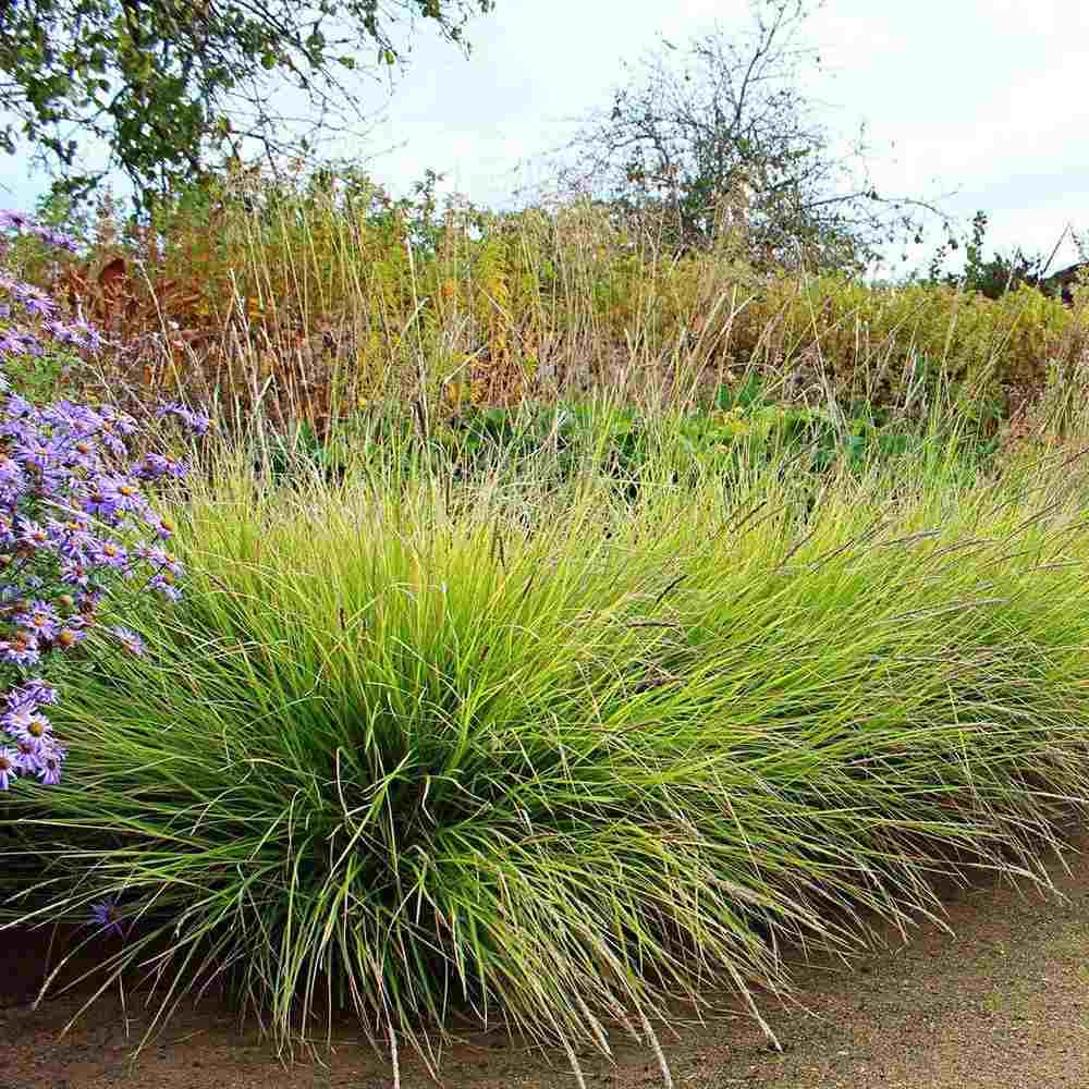Iarba ornamentala Sesleria Tomnatica, frunzis auriu toamna, semi vesnic verde, de ghiveci sau de gradina