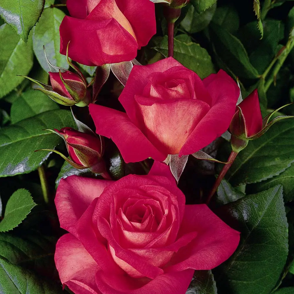 Trandafir Catarator roz-intens Shogun, cu inflorire repetata