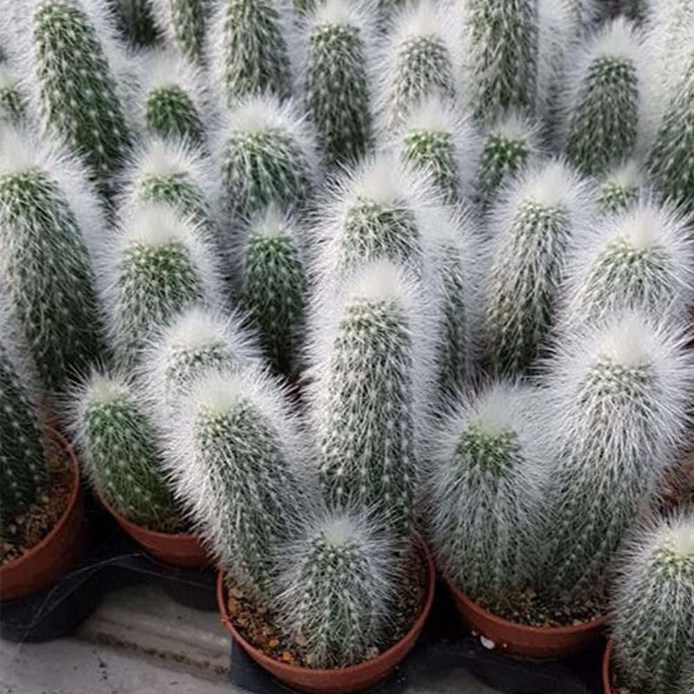 Cactusul Torta de Argint (Cleistocactus strausii), tulpina eleganta cu tepi albi, rezistent