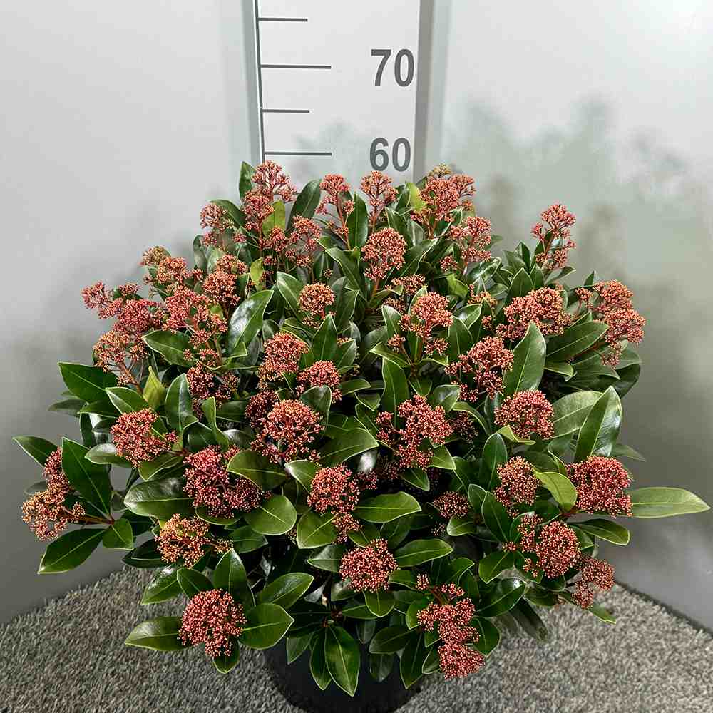 Liliac Japonez (Skimmia Perosa), arbust vesnic verde, flori parfumate si fructe decorative