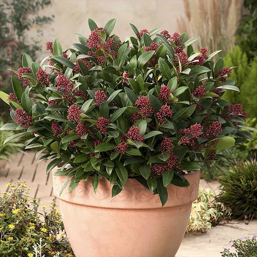 Liliac Japonez (Skimmia Perosa), arbust vesnic verde, flori parfumate si fructe decorative
