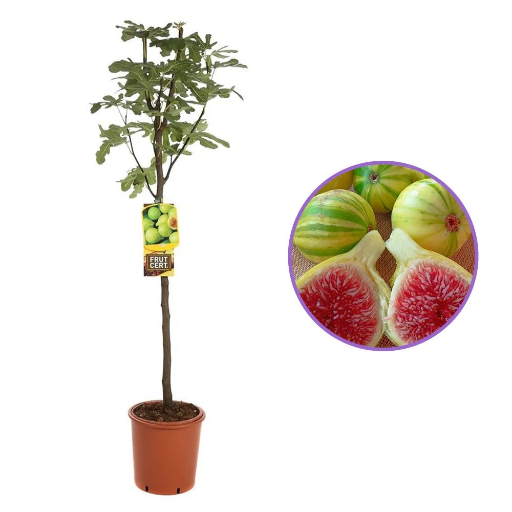Smochin Copac (Ficus Carica) cu fructe dulci albe, an 2 pe rod
