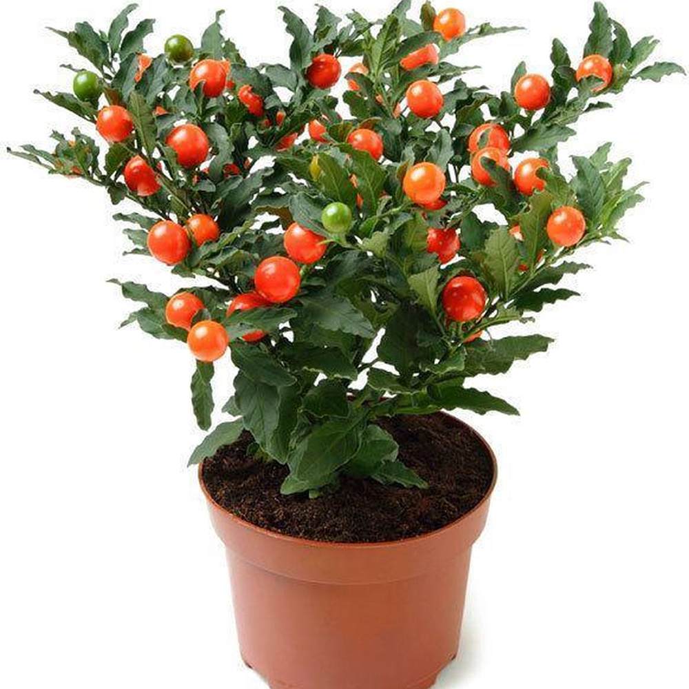 Cireasa de Ierusalim Bartoli (Solanum), cu fructe rosii lucioase pentru interior, foarte decorativ - 30-40 cm