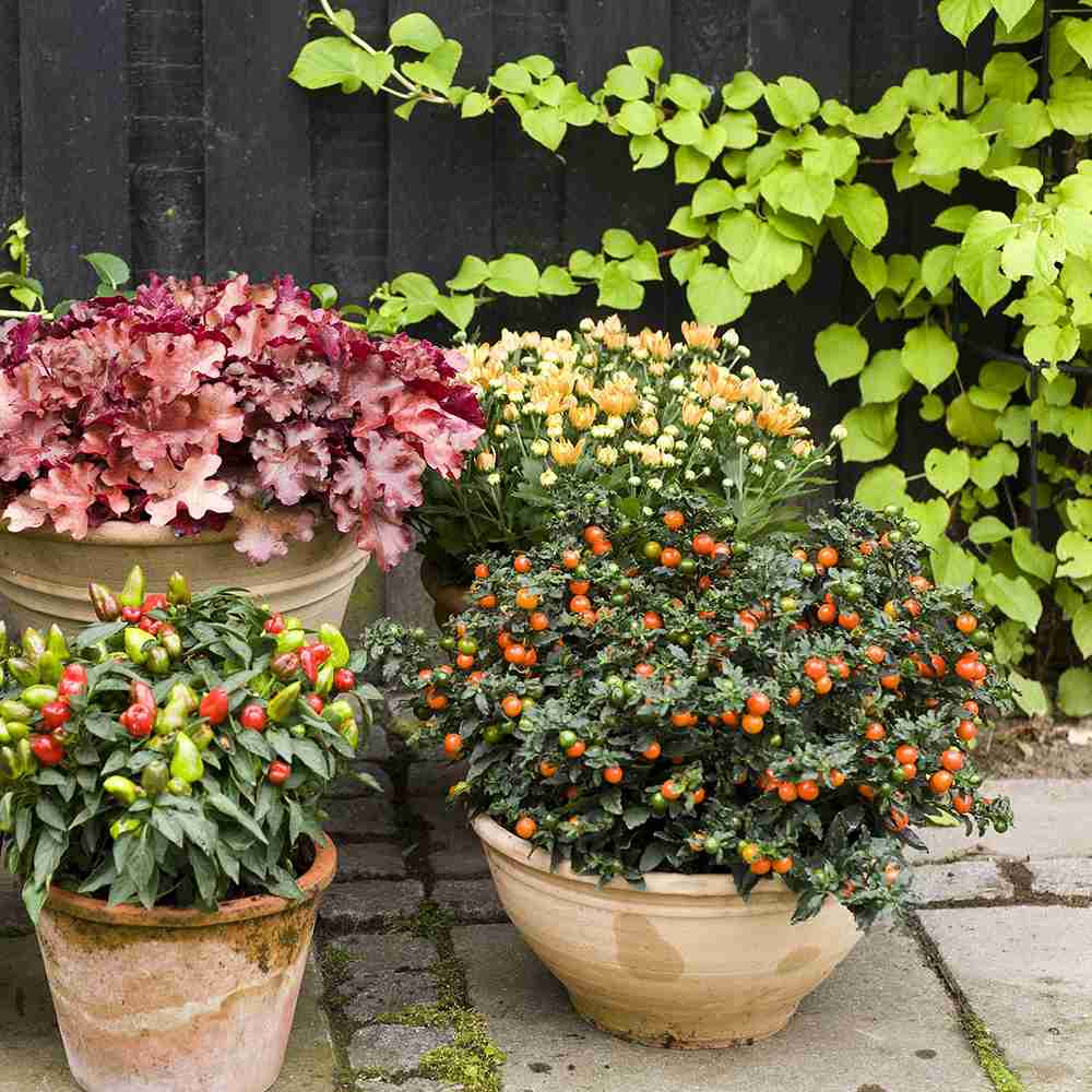 Cireasa de Ierusalim Bartoli (Solanum), cu fructe rosii lucioase pentru interior, foarte decorativ - 30-40 cm