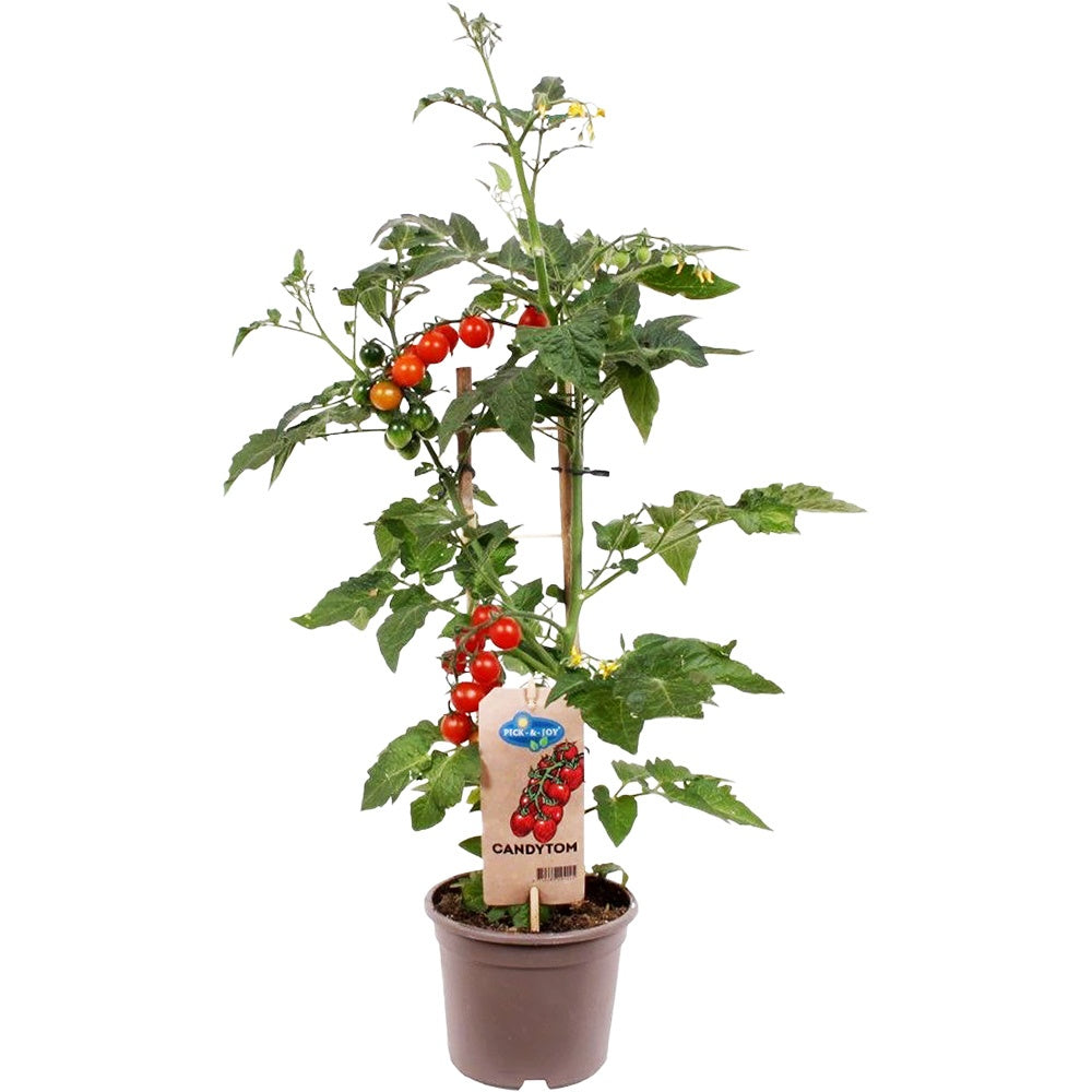 Rosie Cherry Candytom Red, cu fructe dulci mici, productie bogata si crestere rapida