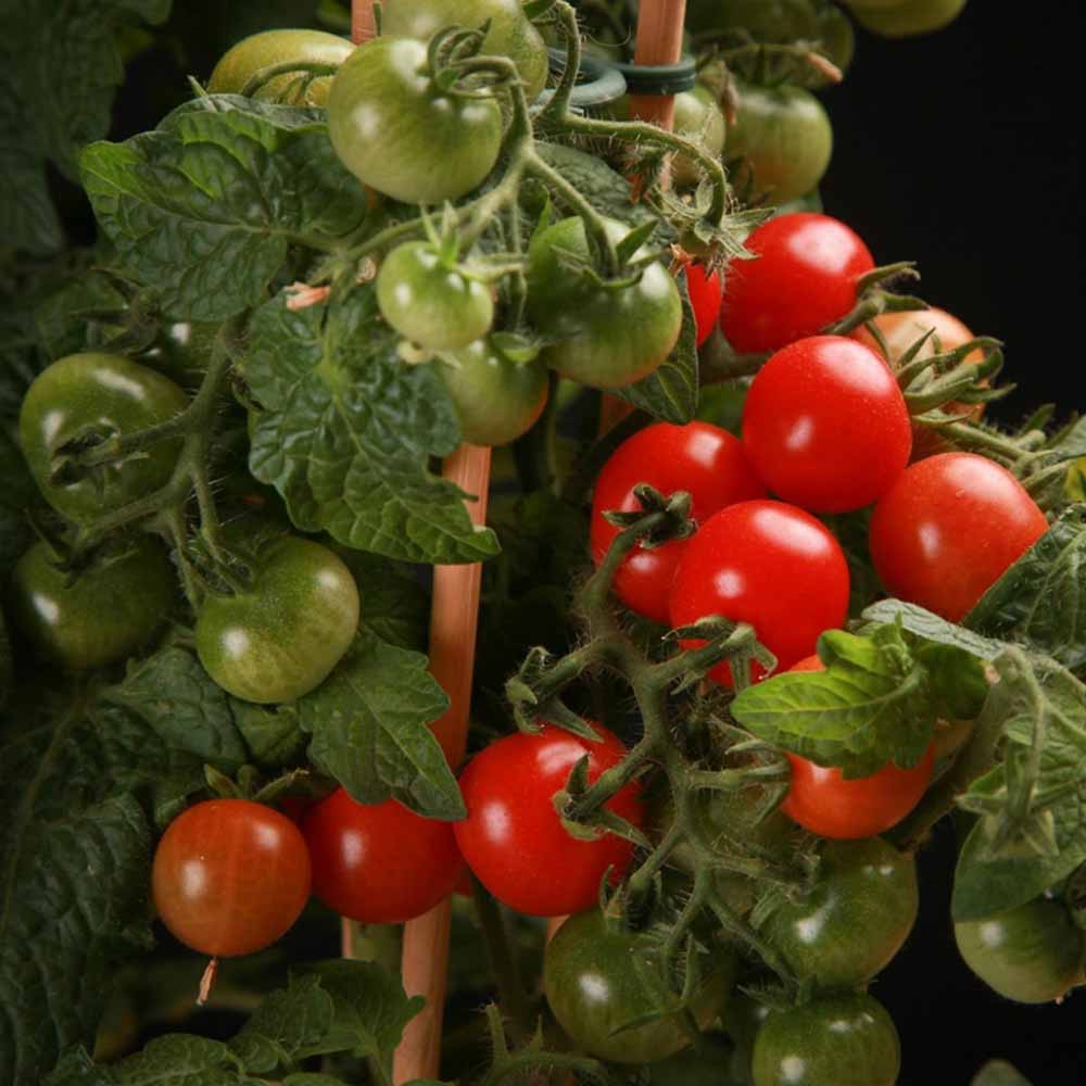Rosie Cherry Candytom Red, cu fructe dulci mici, productie bogata si crestere rapida