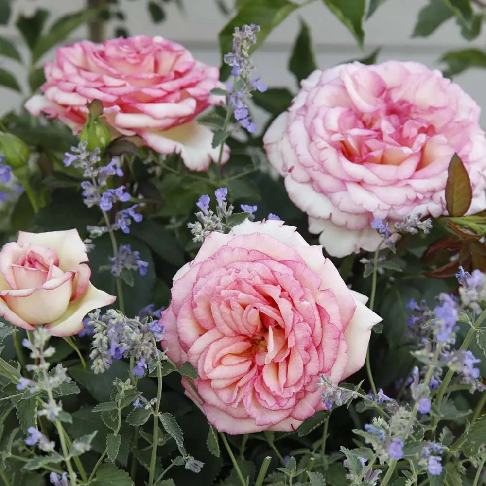 Trandafir Teahibrid roz-crem Baden Baden, cu inflorire repetata