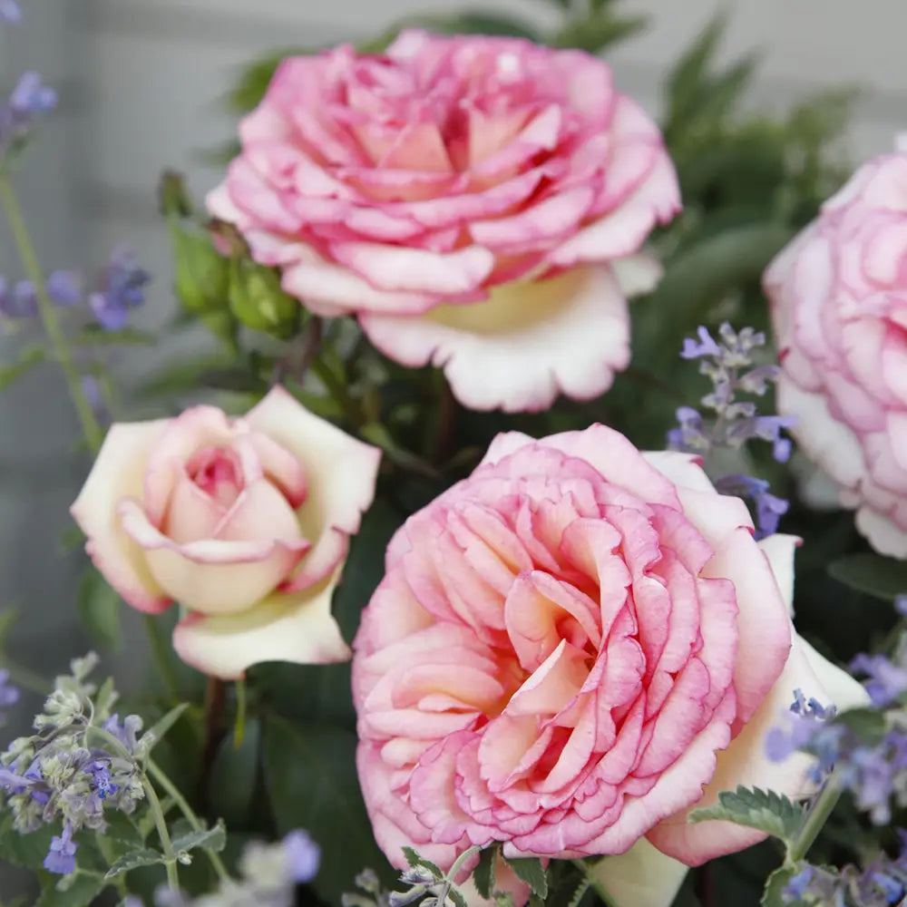 Trandafir Teahibrid roz-crem Baden Baden, cu inflorire repetata