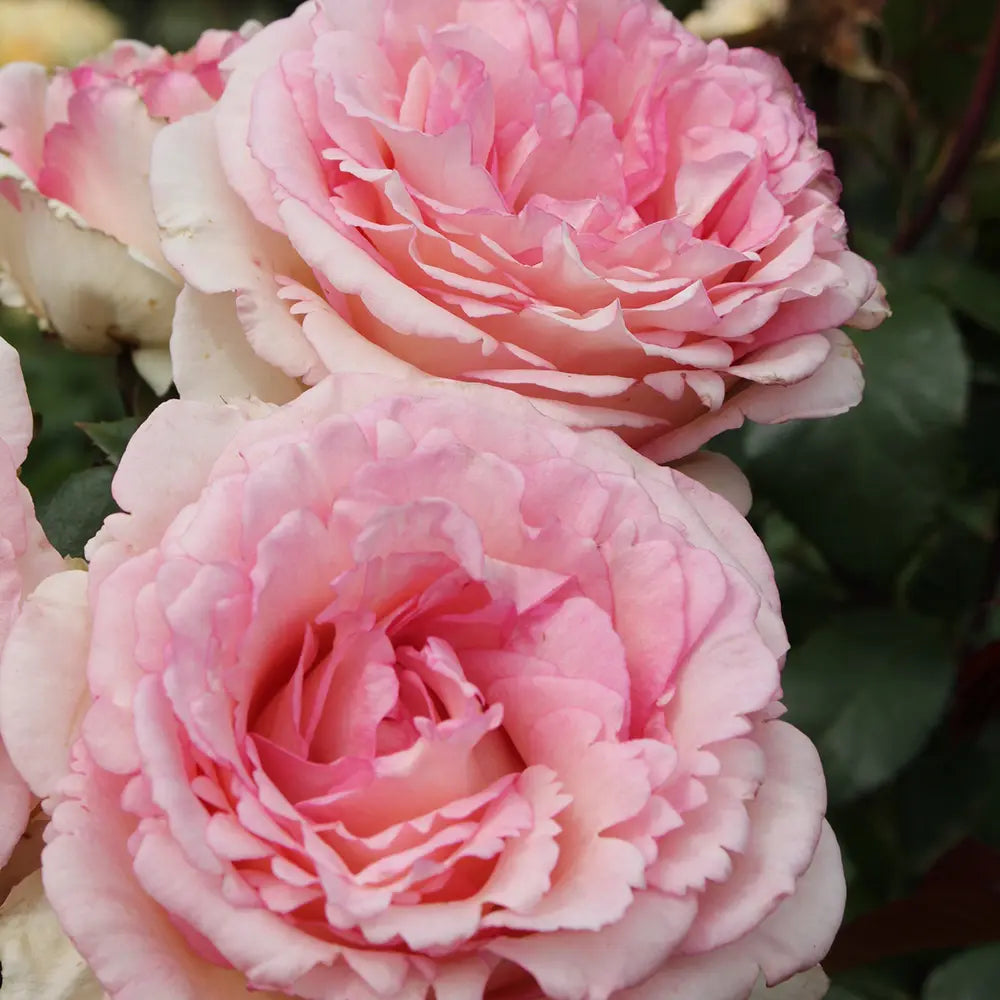 Trandafir Teahibrid roz-crem Baden Baden, cu inflorire repetata