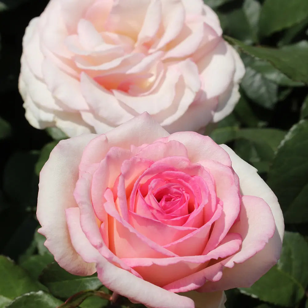 Trandafir Teahibrid roz-crem Baden Baden, cu inflorire repetata