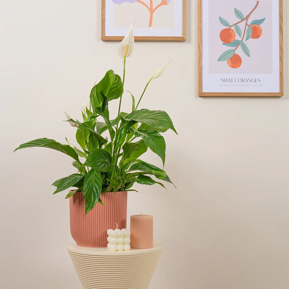 Crinul Pacii Spathiphyllum Vivaldi, planta de interior cu flori albe elegante si frunze verzi lucioase, purificator natural de aer - 65 cm