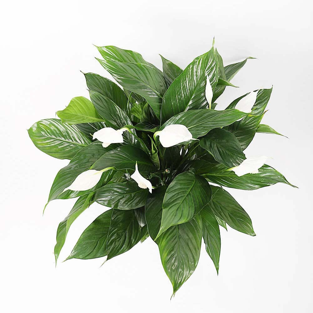 Crinul Pacii Spathiphyllum Vivaldi, planta de interior cu flori albe elegante si frunze verzi lucioase, purificator natural de aer - 65 cm
