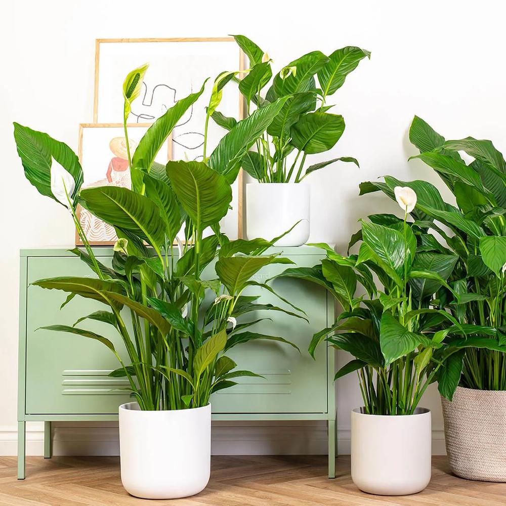 Crinul Pacii Spathiphyllum Vivaldi, planta de interior cu flori albe elegante si frunze verzi lucioase, purificator natural de aer - 65 cm