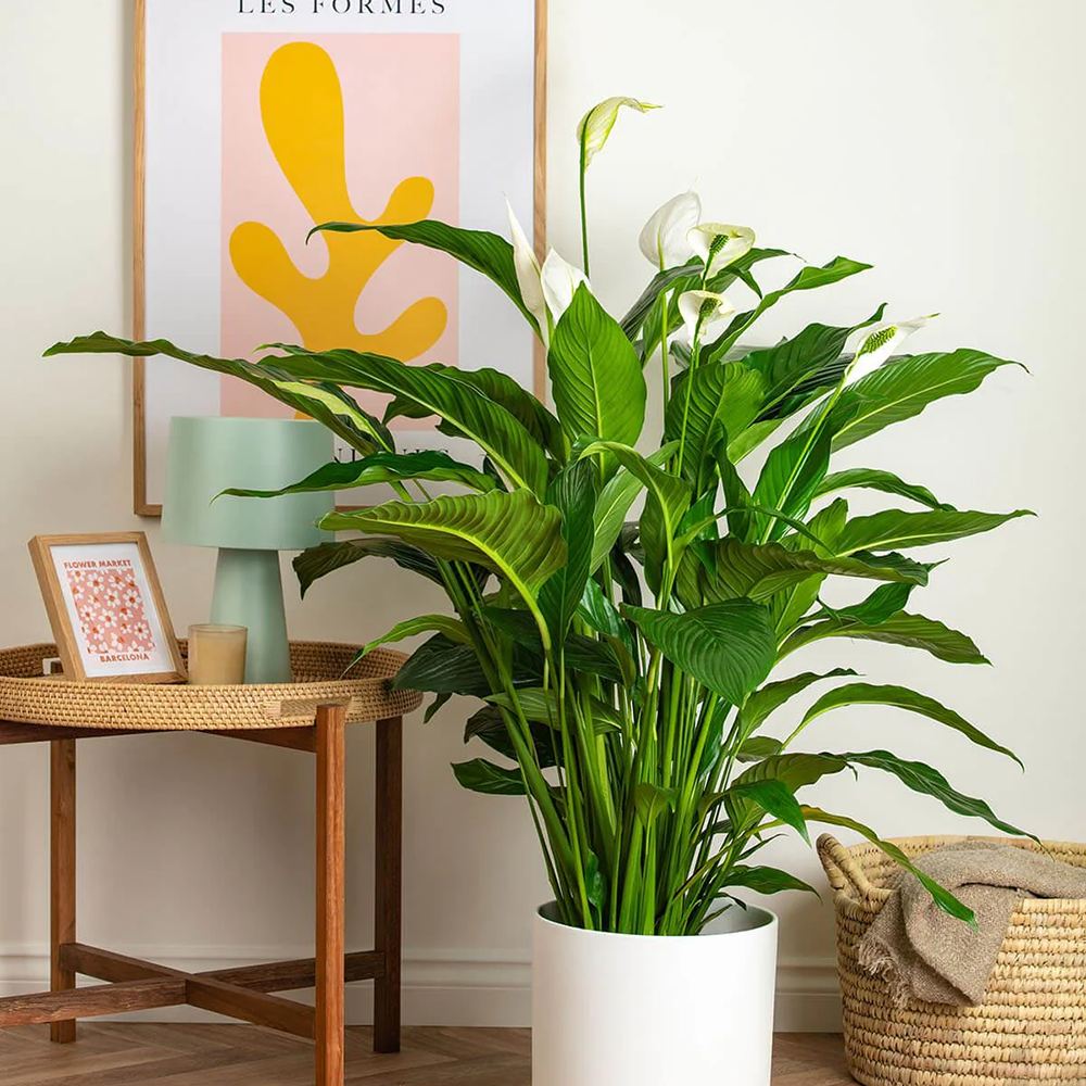 Crinul Pacii Spathiphyllum Vivaldi, planta de interior cu flori albe elegante si frunze verzi lucioase, purificator natural de aer - 65 cm
