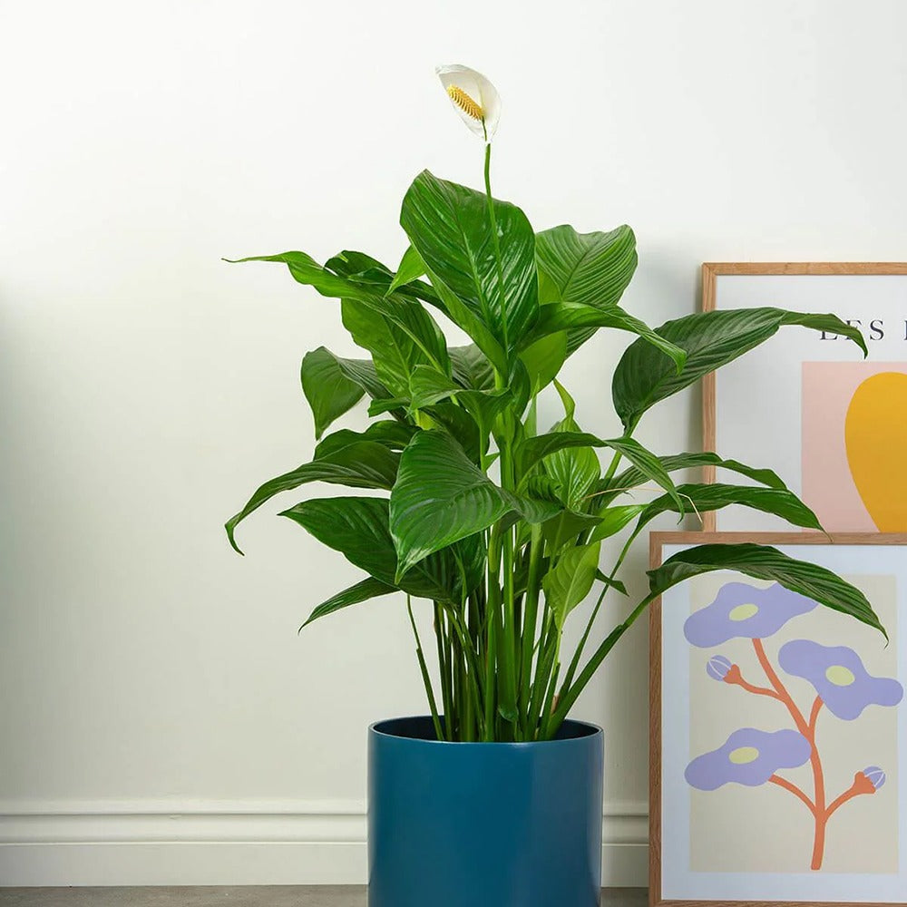 Crinul Pacii Spathiphyllum Vivaldi, planta de interior cu flori albe elegante si frunze verzi lucioase, purificator natural de aer - 65 cm