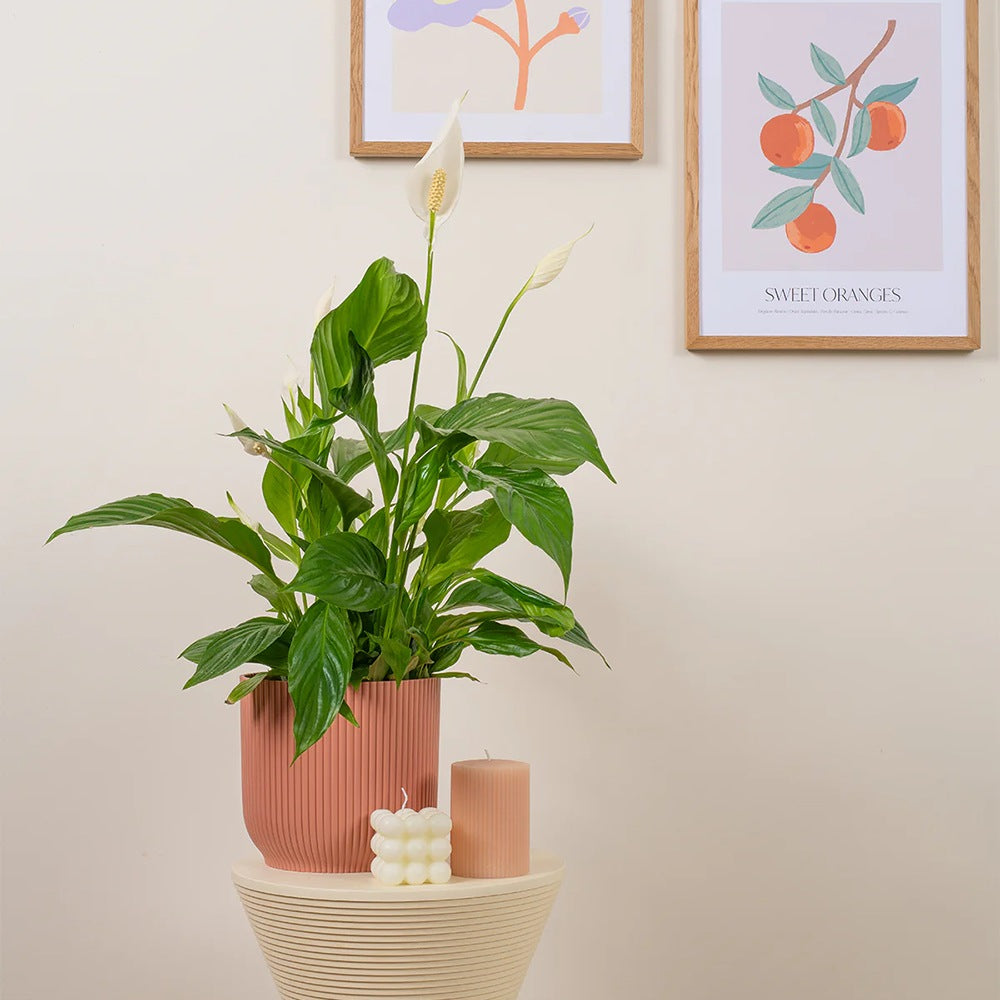 Crinul Pacii Spathiphyllum Vivaldi, planta de interior cu flori albe elegante si frunze verzi lucioase, purificator natural de aer - 65 cm