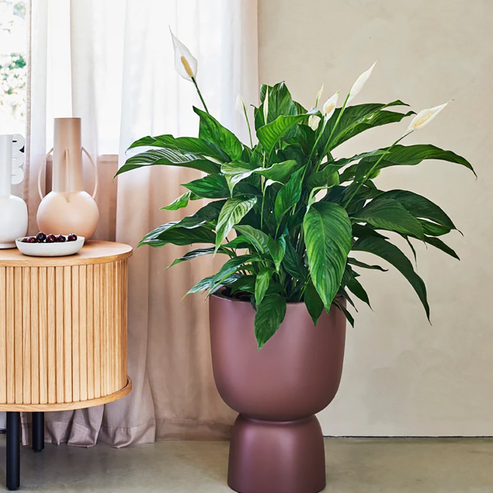 Crinul Pacii Spathiphyllum Vivaldi, planta de interior cu flori albe elegante si frunze verzi lucioase, purificator natural de aer - 65 cm