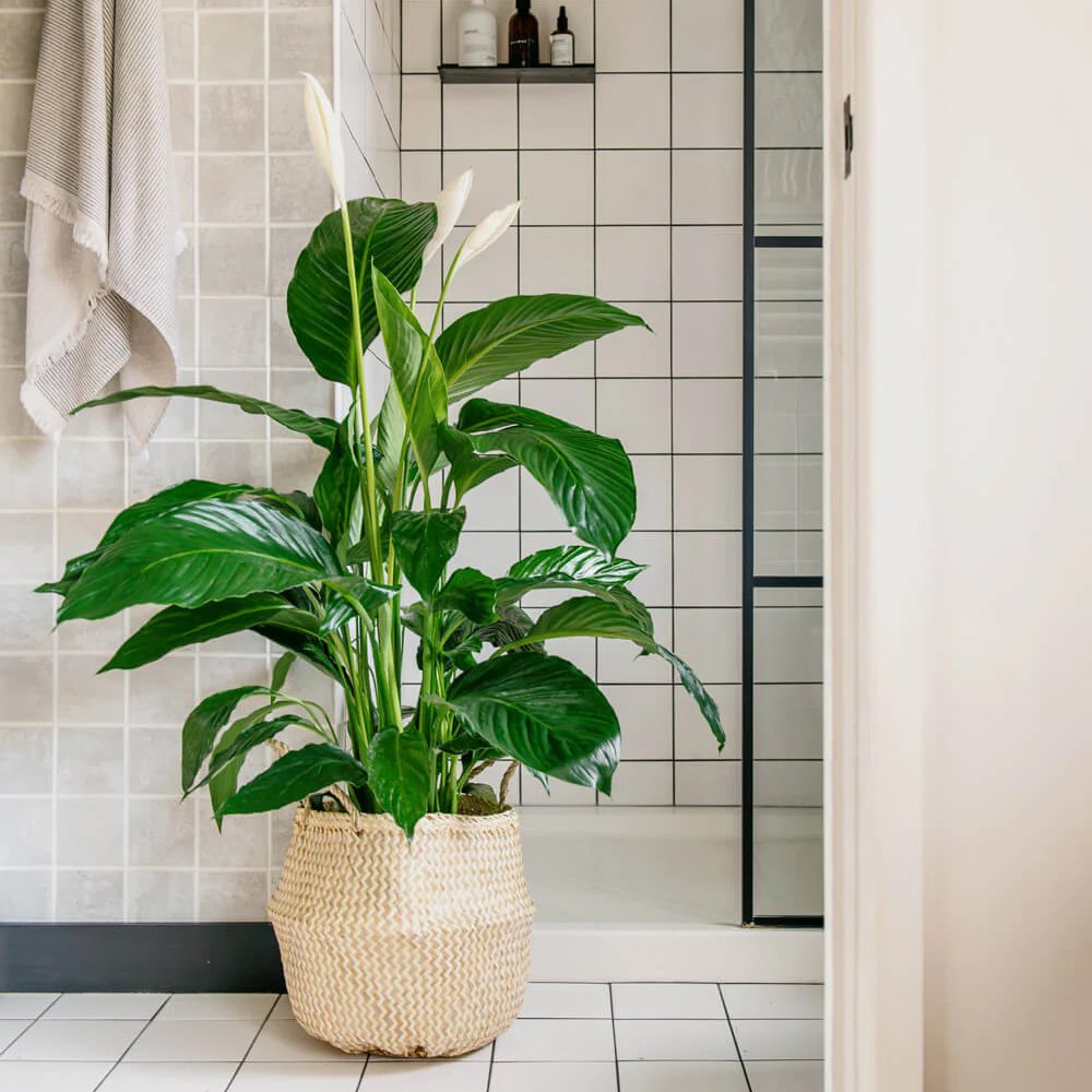 Crinul Pacii Spathiphyllum Vivaldi, planta de interior cu flori albe elegante si frunze verzi lucioase, purificator natural de aer - 65 cm