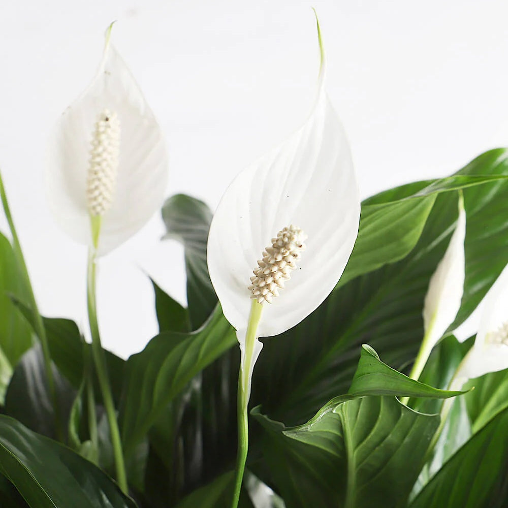 Crinul Pacii Spathiphyllum Vivaldi, planta de interior cu flori albe elegante si frunze verzi lucioase, purificator natural de aer - 65 cm