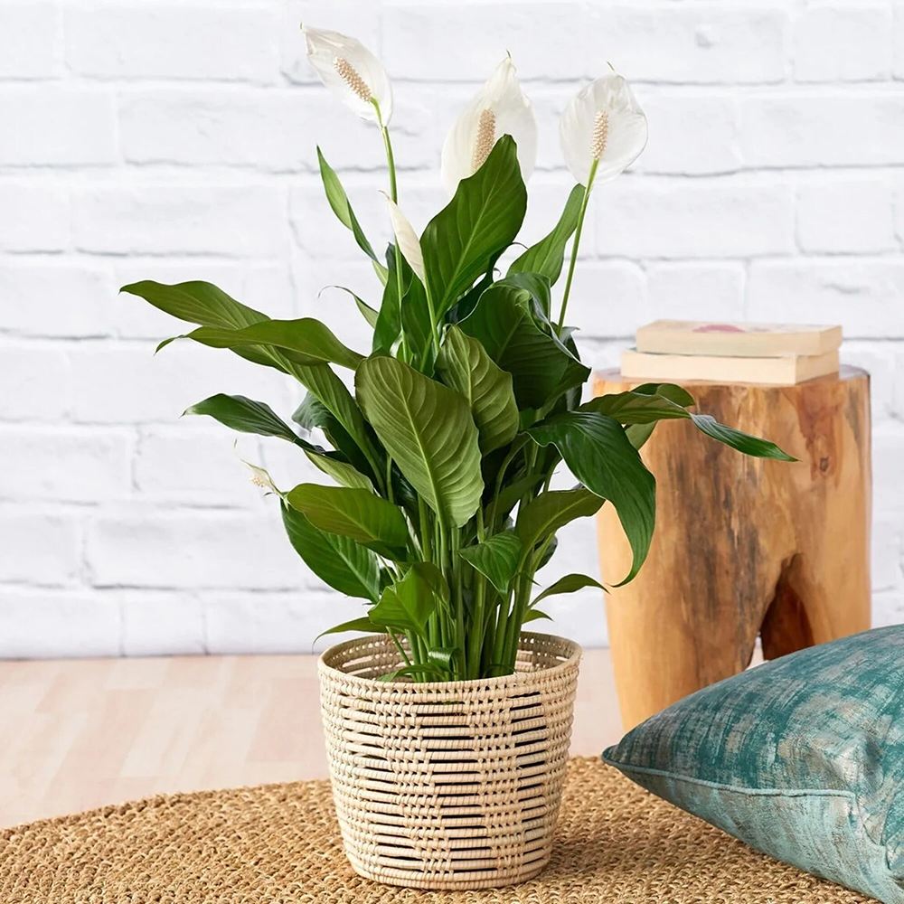 Crinul Pacii Spathiphyllum Chopin, planta de interior cu flori albe elegante si frunze verzi lucioase, purificator natural de aer - 45 cm