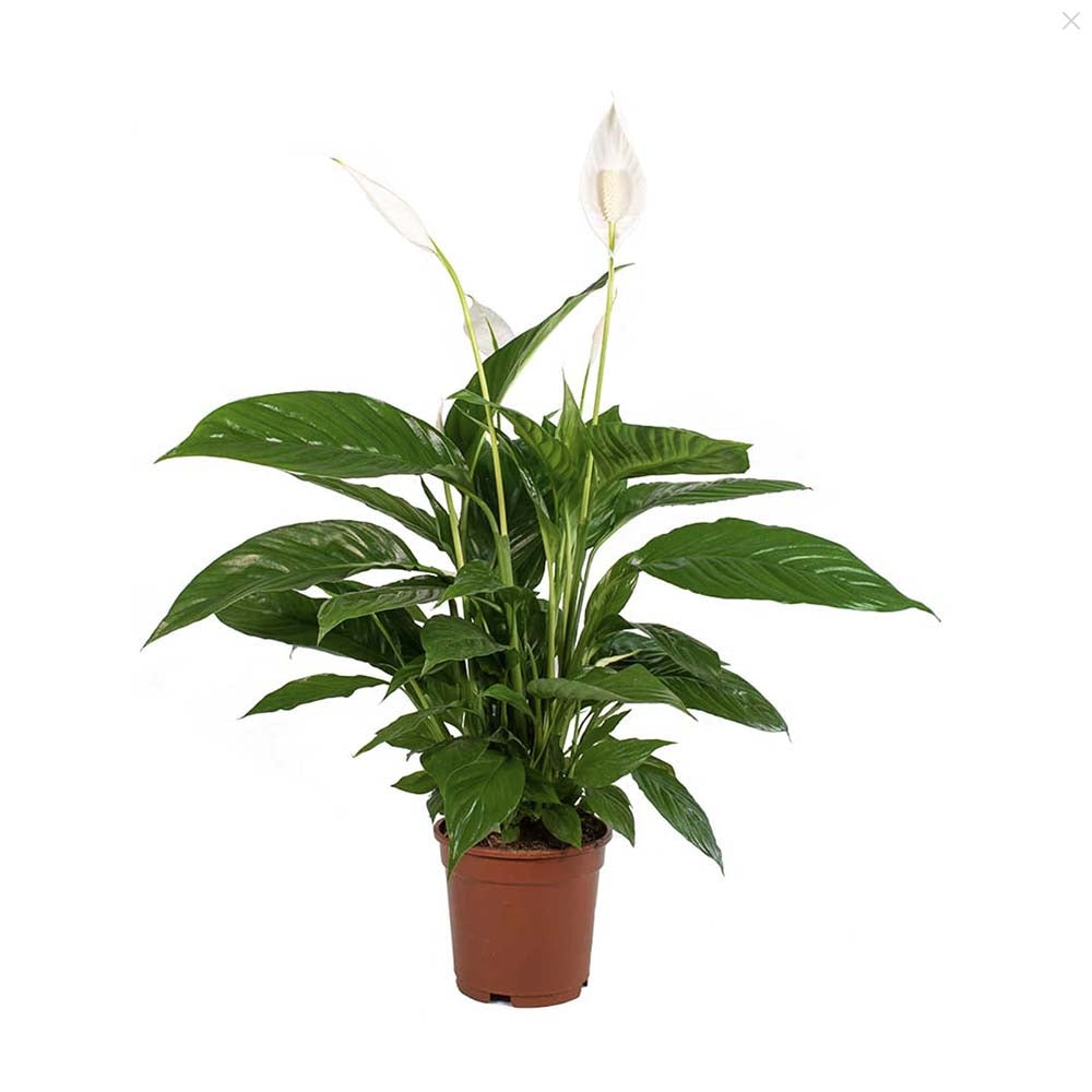 Crinul Pacii Spathiphyllum Vivaldi, planta de interior cu flori albe elegante si frunze verzi lucioase, purificator natural de aer - 65 cm