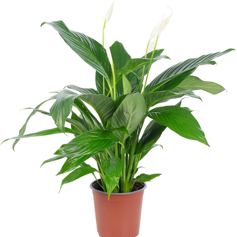 Crinul Pacii Spathiphyllum Verdi, 80 cm, planta de interior cu flori albe elegante si frunze verzi lucioase, purificator natural de aer - 80 cm