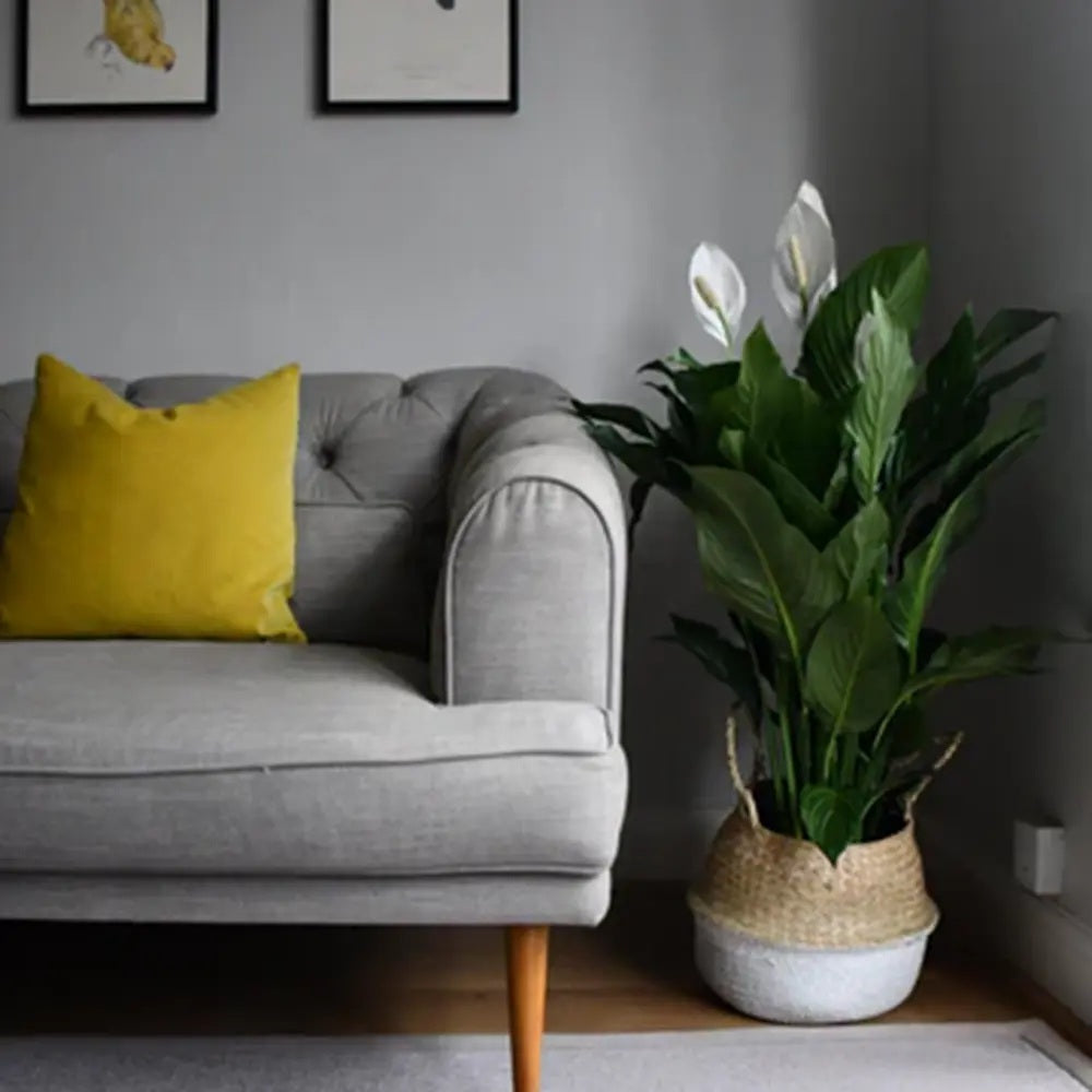 Crinul Pacii Spathiphyllum Verdi, 80 cm, planta de interior cu flori albe elegante si frunze verzi lucioase, purificator natural de aer - 80 cm