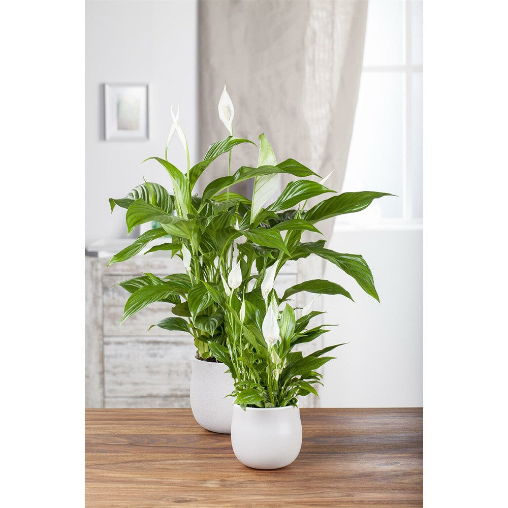 Crinul Pacii Spathiphyllum Vivaldi, planta de interior cu flori albe elegante si frunze verzi lucioase, purificator natural de aer - 65 cm