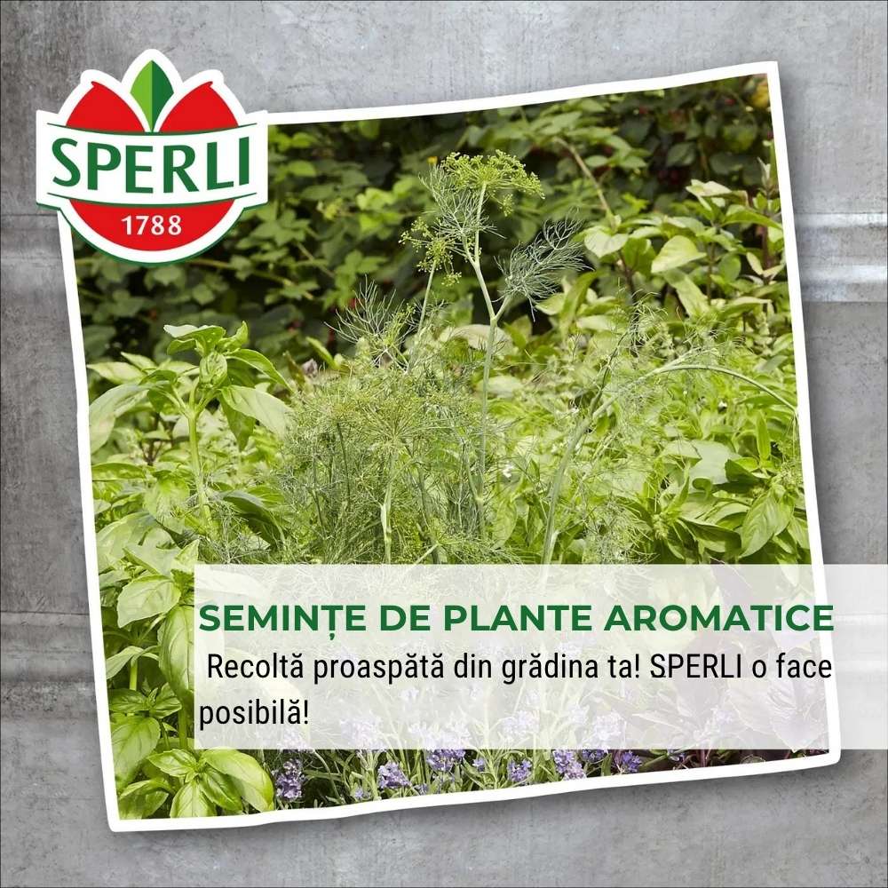 Seminte rucola salbatica SPERLI – frunze fine si gust picant