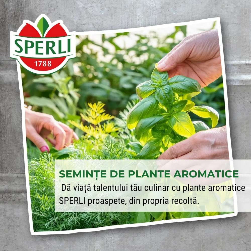 Seminte rucola salbatica SPERLI – frunze fine si gust picant