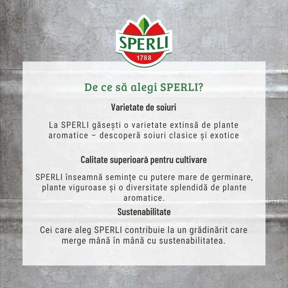 Seminte rucola salbatica SPERLI – frunze fine si gust picant