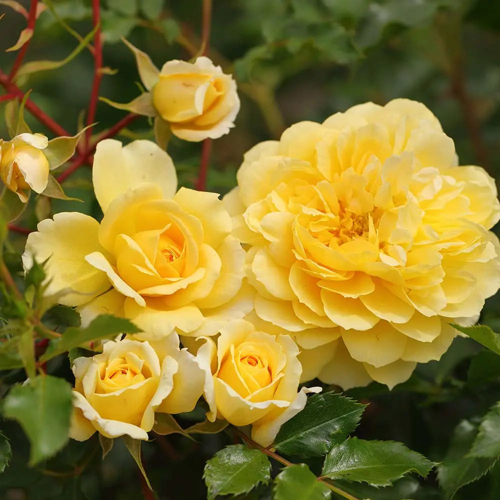 Trandafir Tufa galben Spinelli, cu inflorire repetata