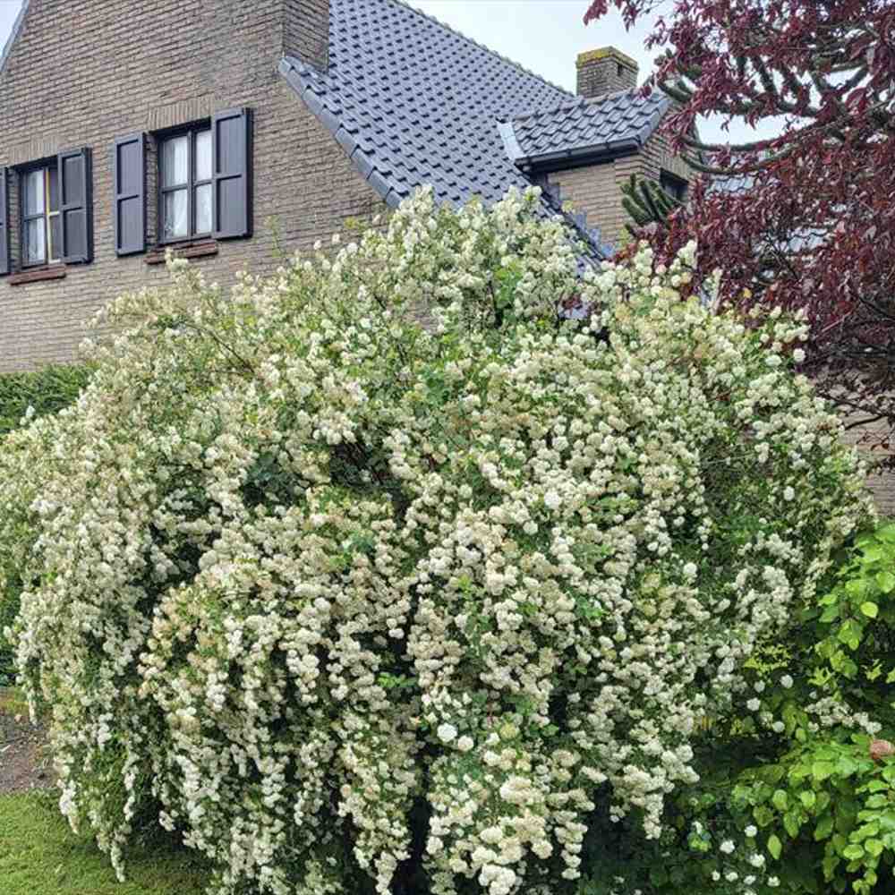 Cununita Japoneza Snowmound (Spiraea japonica), arbust decorativ cu flori albe parfumate rezistent la frig