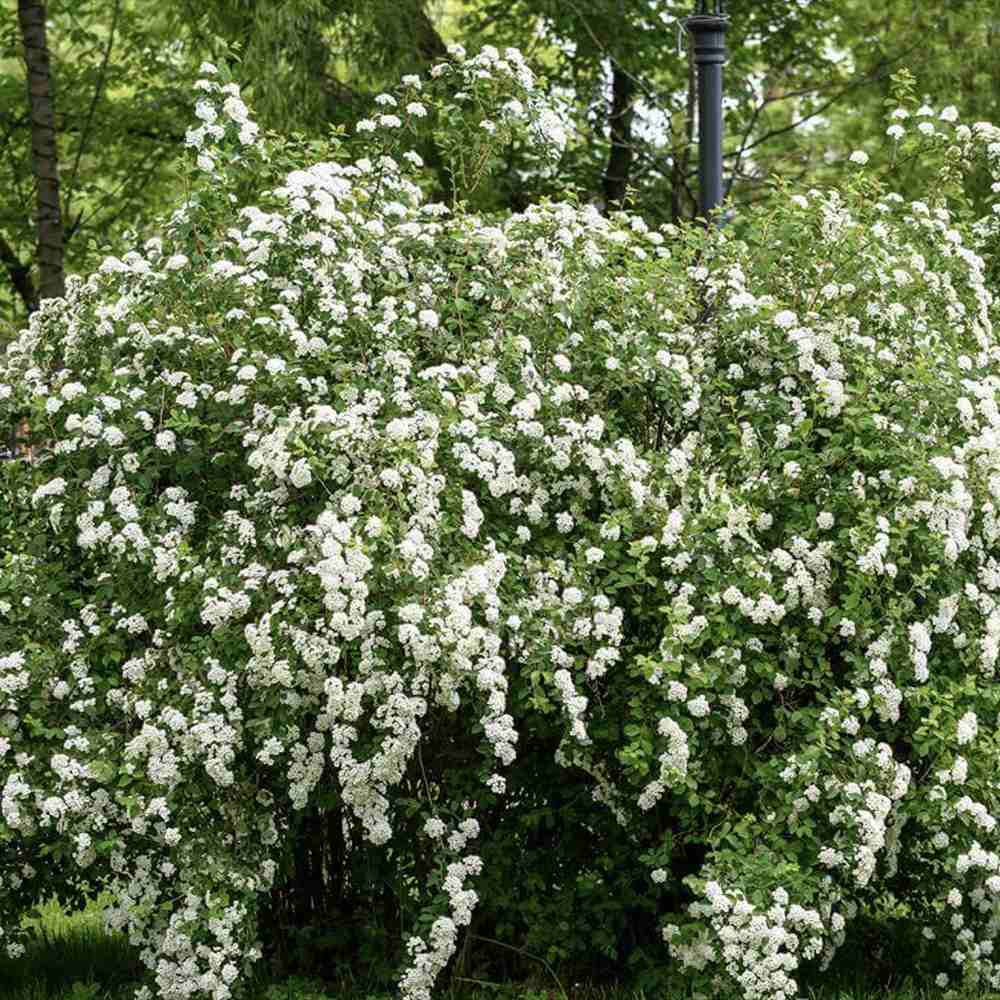 Cununita Japoneza Snowmound (Spiraea japonica), arbust decorativ cu flori albe parfumate rezistent la frig