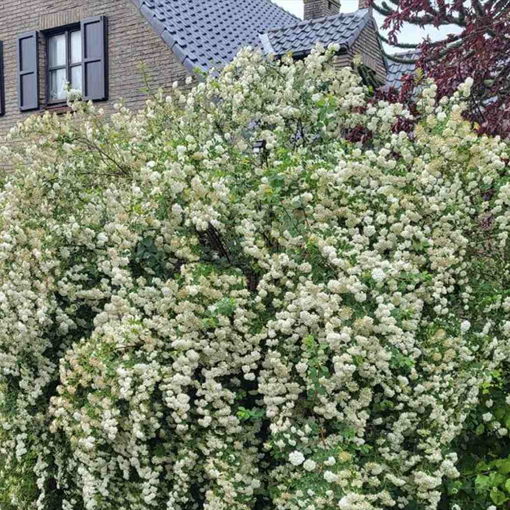 Cununita Japoneza Snowmound (Spiraea japonica), arbust decorativ cu flori albe parfumate rezistent la frig