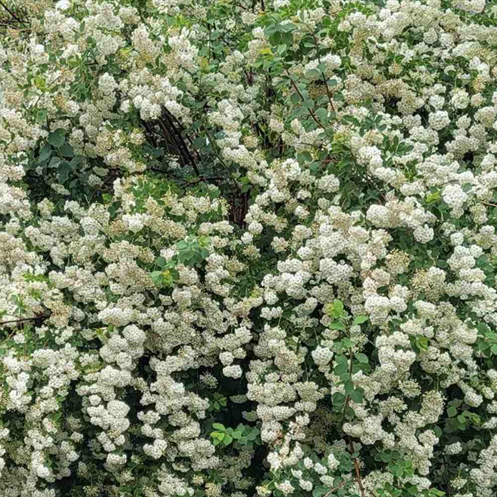 Cununita Japoneza Snowmound (Spiraea japonica), arbust decorativ cu flori albe parfumate rezistent la frig