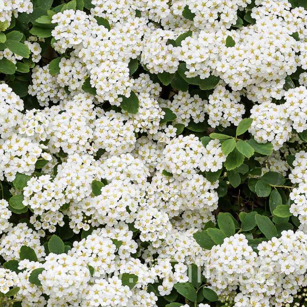 Cununita Japoneza Snowmound (Spiraea japonica), arbust decorativ cu flori albe parfumate rezistent la frig