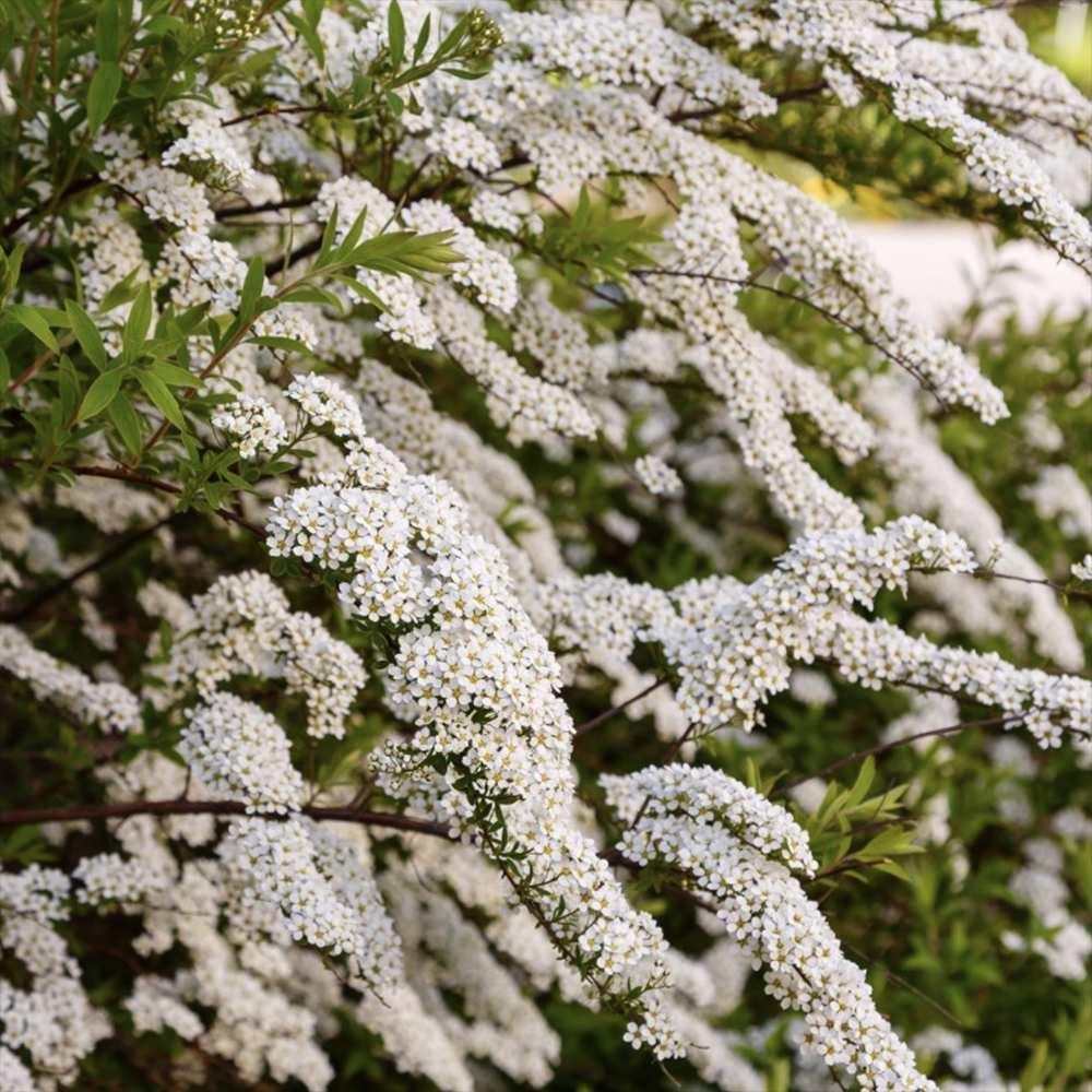 Cununita Japoneza Snowmound (Spiraea japonica), arbust decorativ cu flori albe parfumate rezistent la frig