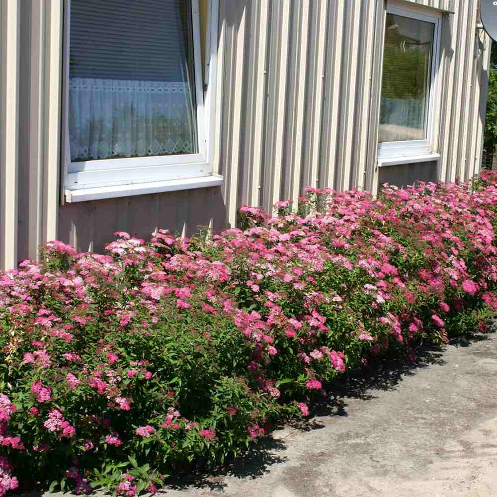 Cununita (Spiraea japonica) Anthony Waterer, arbust decorativ, flori roz, crestere rapida, gard viu mic