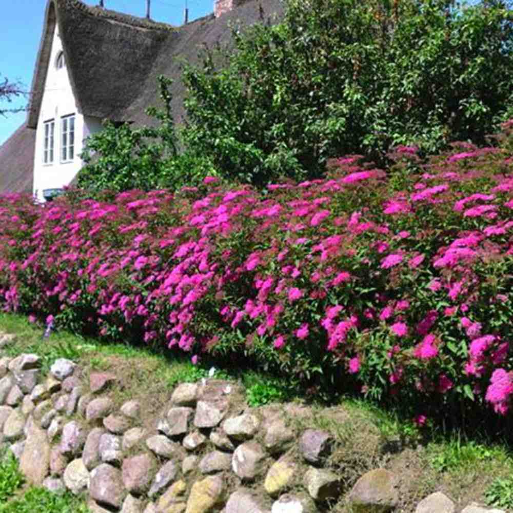 Cununita (Spiraea japonica) Anthony Waterer, arbust decorativ, flori roz, crestere rapida, gard viu mic