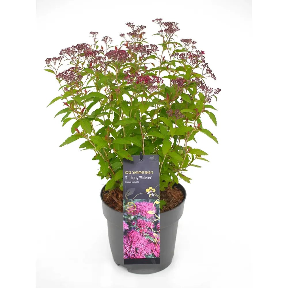 Cununita (Spiraea japonica) Anthony Waterer, arbust decorativ, flori roz, crestere rapida, gard viu mic