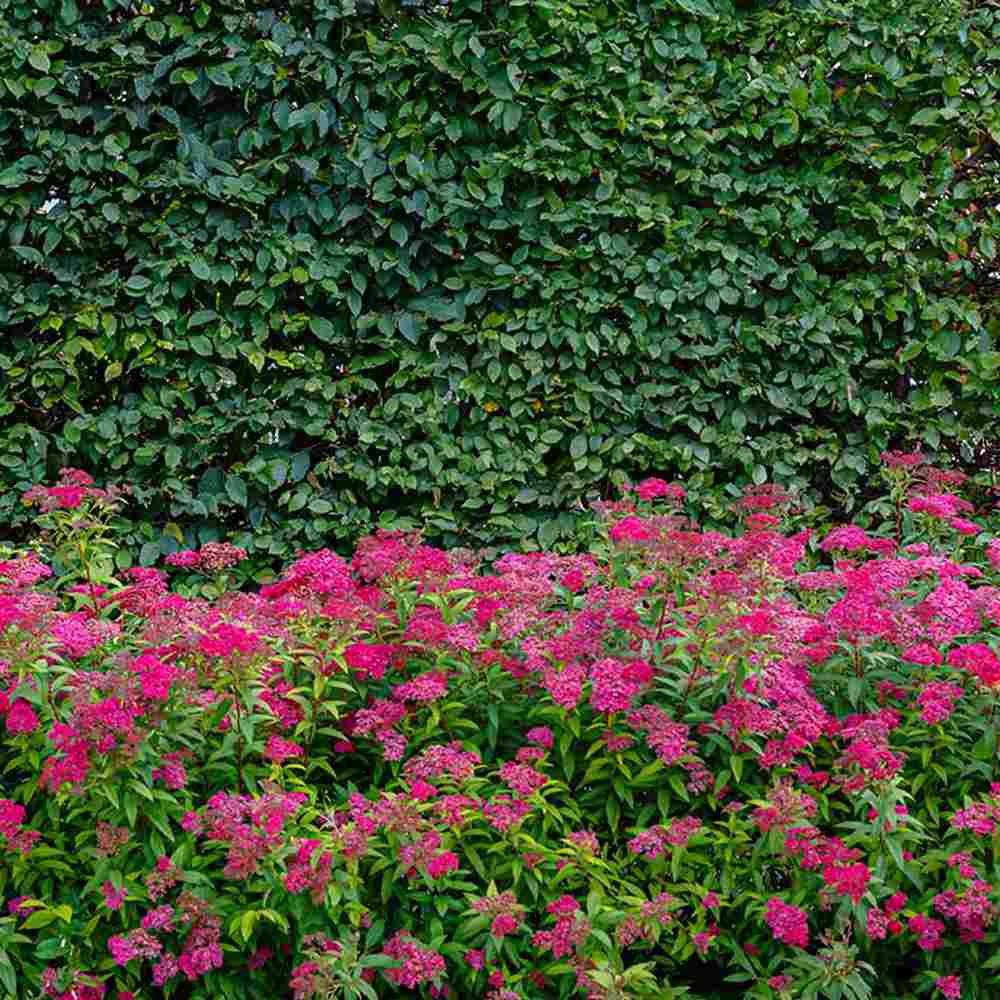 Cununita (Spiraea japonica) Anthony Waterer, arbust decorativ, flori roz, crestere rapida, gard viu mic