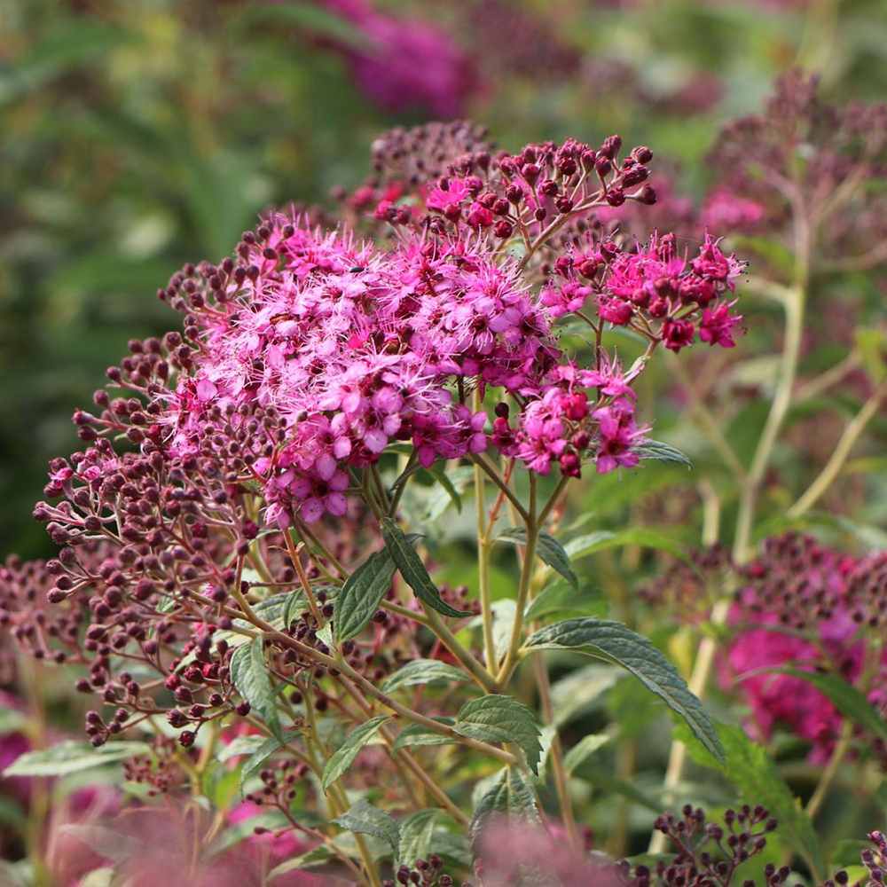 Cununita (Spiraea japonica) Anthony Waterer, arbust decorativ, flori roz, crestere rapida, gard viu mic