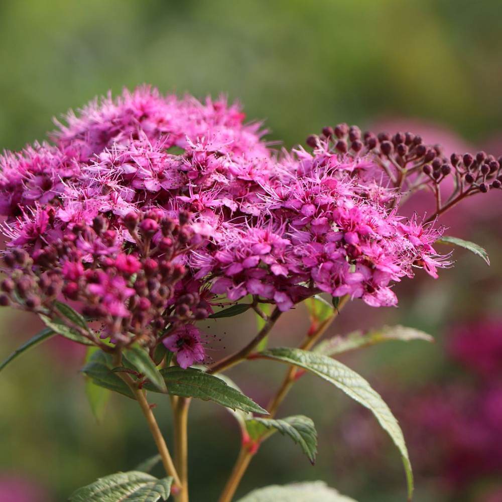 Cununita (Spiraea japonica) Anthony Waterer, arbust decorativ, flori roz, crestere rapida, gard viu mic