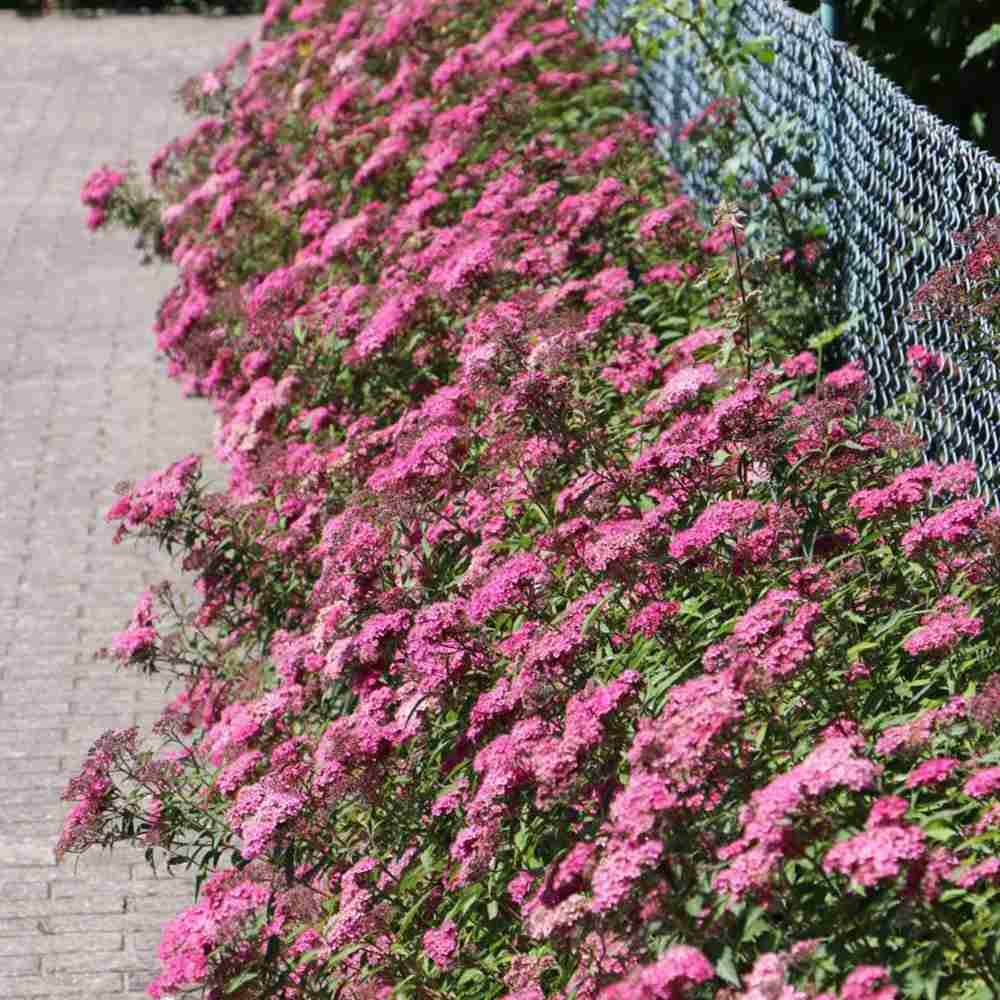 Cununita (Spiraea japonica) Anthony Waterer, arbust decorativ, flori roz, crestere rapida, gard viu mic