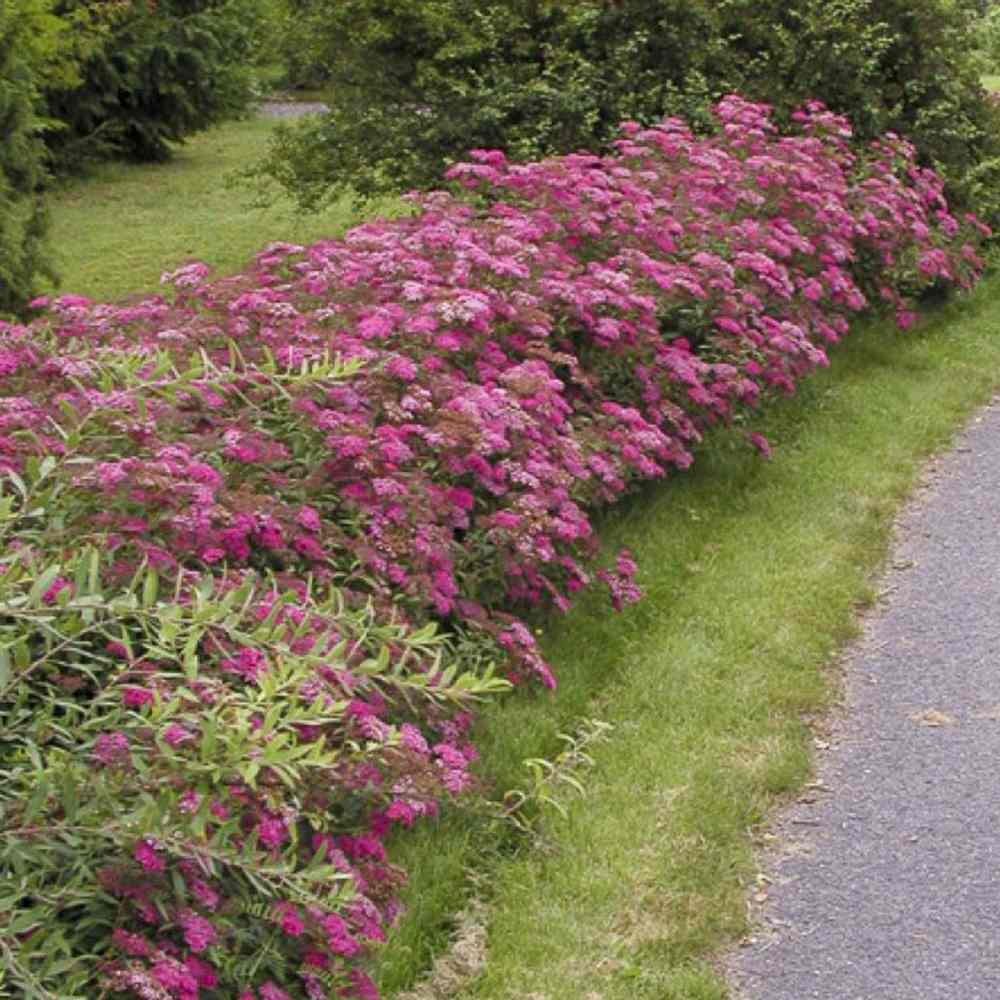 Cununita (Spiraea japonica) Anthony Waterer, arbust decorativ, flori roz, crestere rapida, gard viu mic